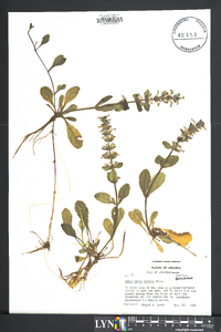 Scutellaria parvula image