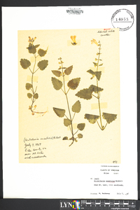 Scutellaria saxatilis image