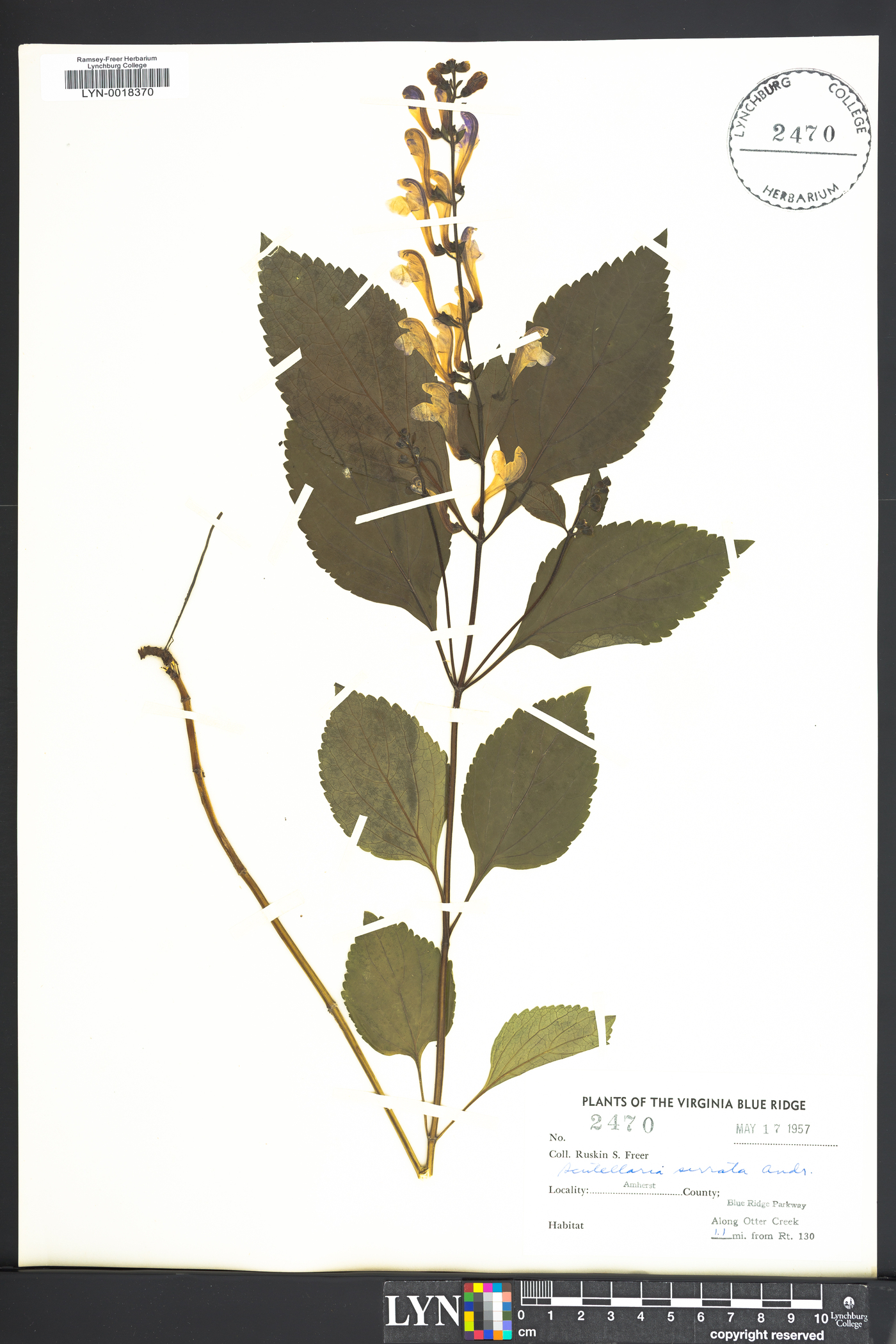 Scutellaria serrata image