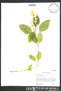 Scutellaria serrata image