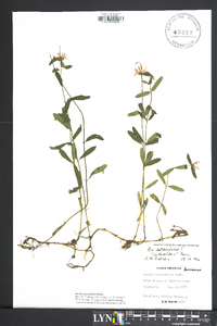 Stachys hyssopifolia image