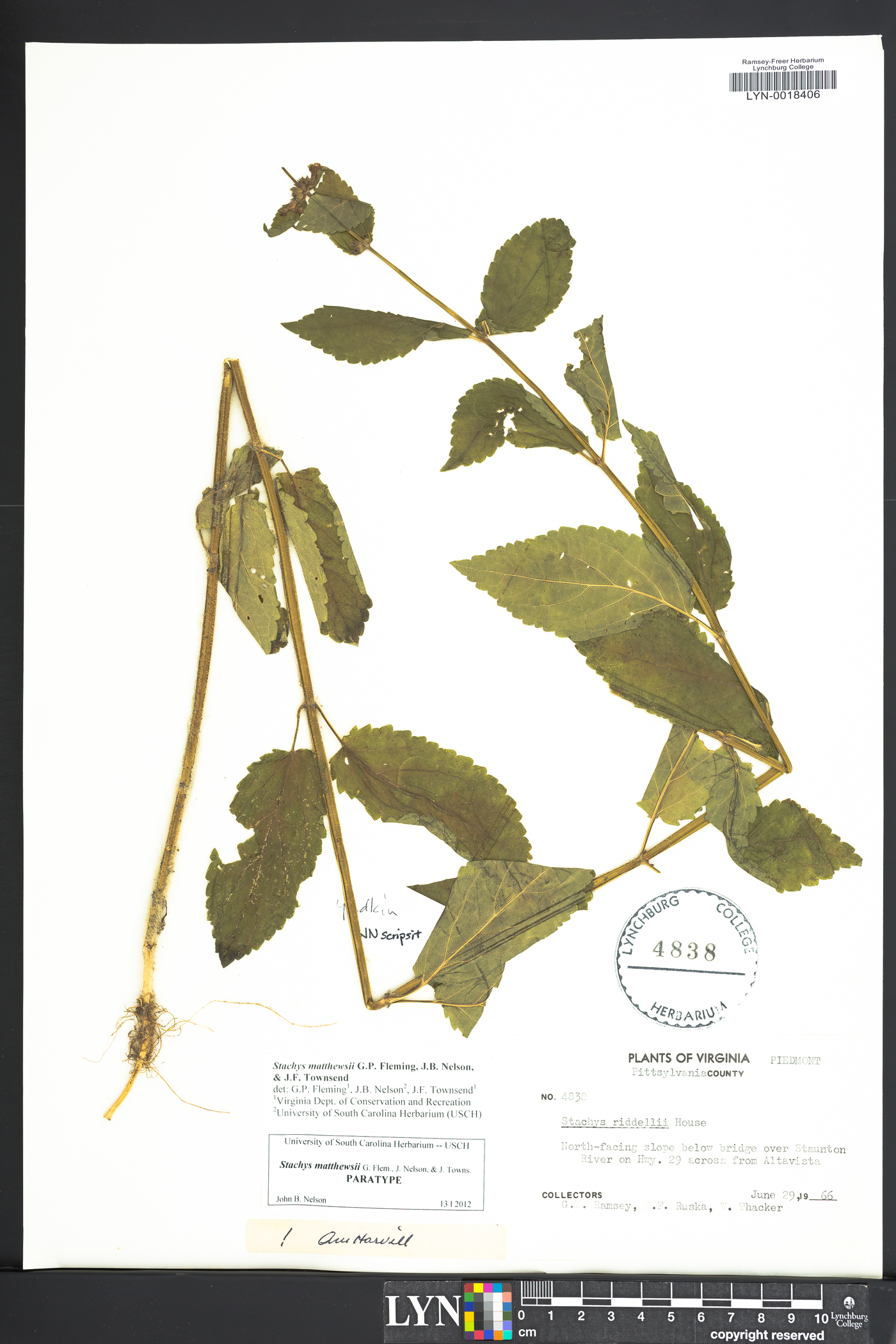 Stachys matthewsii image