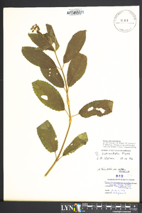 Stachys subcordata image