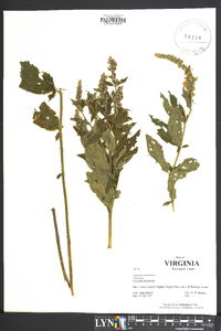 Stachys tenuifolia image