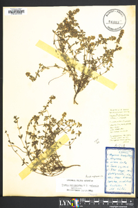 Thymus pulegioides image