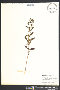 Trichostema dichotomum image