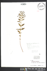 Trichostema dichotomum image