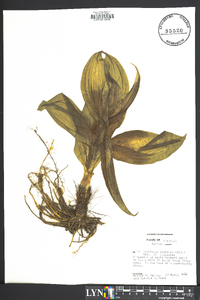 Clintonia borealis image