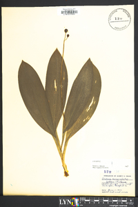 Clintonia borealis image