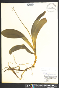 Clintonia borealis image