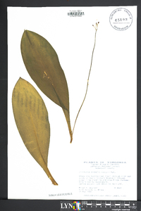 Clintonia borealis image