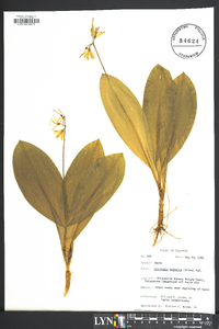 Clintonia borealis image