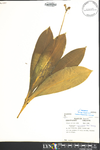 Clintonia umbellulata image