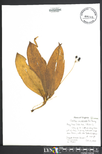 Clintonia umbellulata image