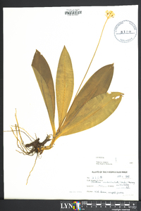 Clintonia umbellulata image