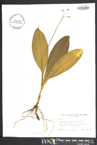 Clintonia umbellulata image