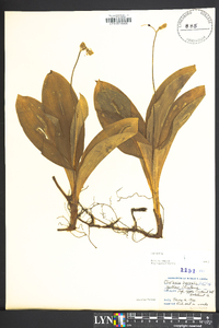 Clintonia umbellulata image