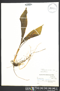 Convallaria montana image