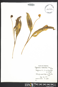 Erythronium umbilicatum image