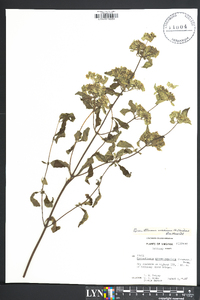 Pycnanthemum incanum image