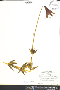 Ipheion uniflorum image