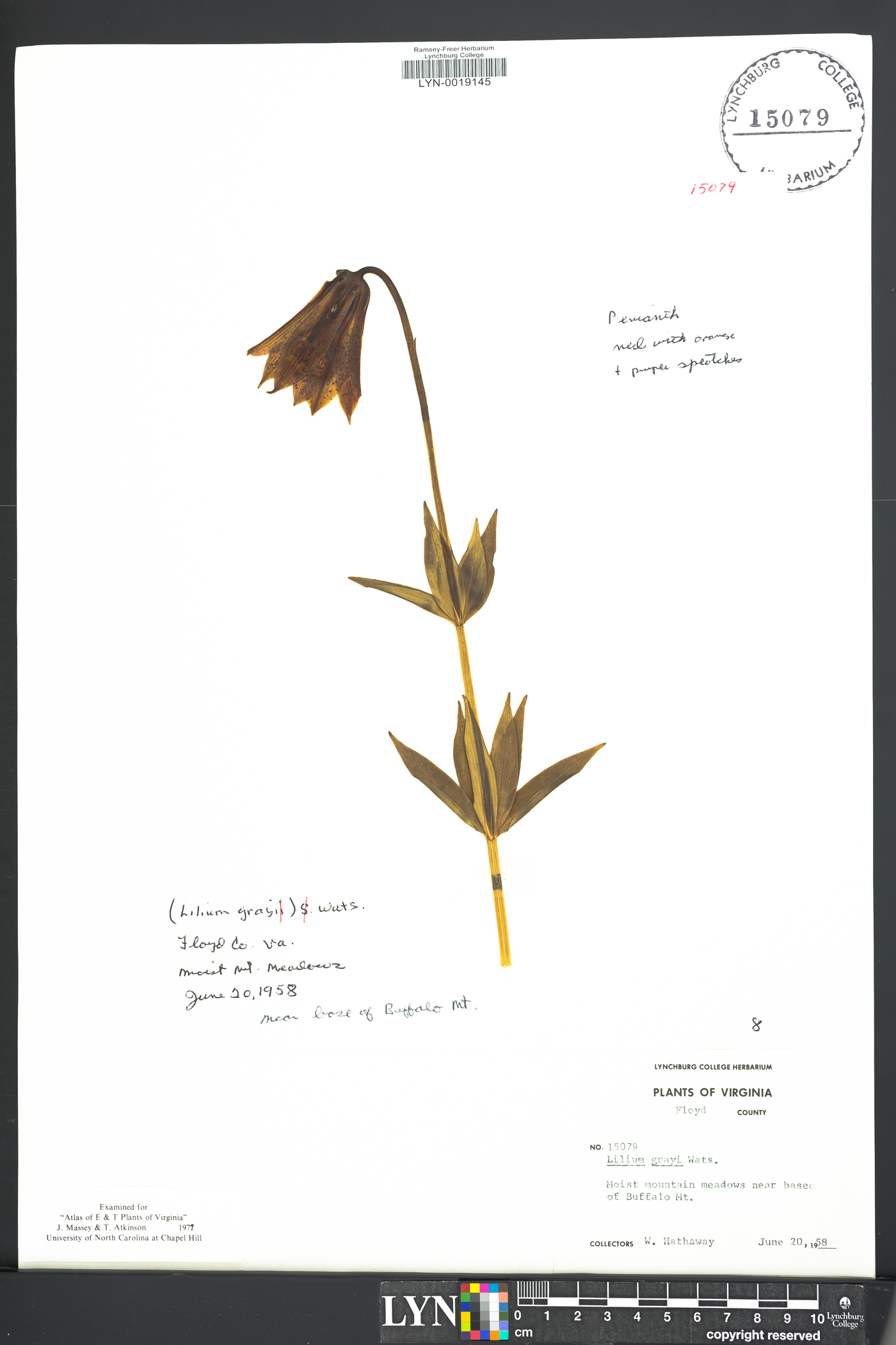 Lilium grayi image