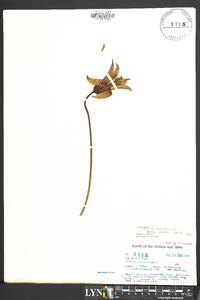 Lilium canadense image