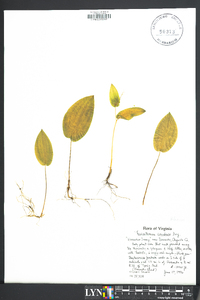 Maianthemum canadense image