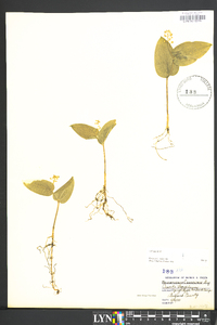 Maianthemum canadense image