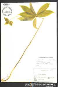 Medeola virginiana image