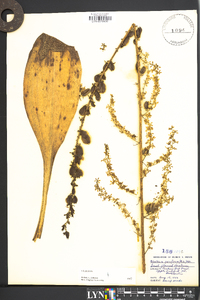 Veratrum parviflorum image