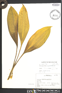 Veratrum parviflorum image