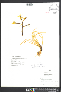 Ornithogalum umbellatum image