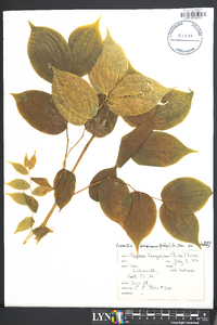 Prosartes lanuginosa image