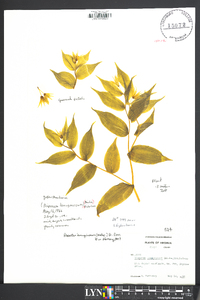 Prosartes lanuginosa image