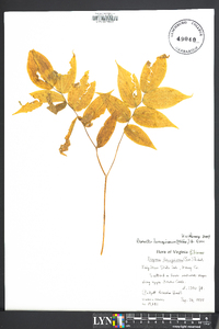 Prosartes lanuginosa image