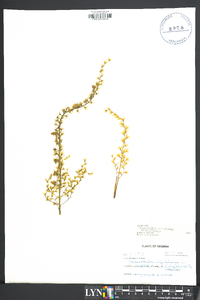 Stenanthium gramineum image