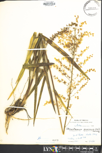 Stenanthium gramineum image