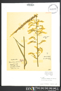 Stenanthium gramineum image