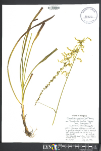 Stenanthium gramineum image