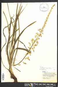 Stenanthium gramineum var. micranthum image