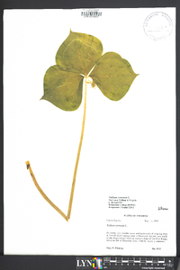 Trillium cernuum image