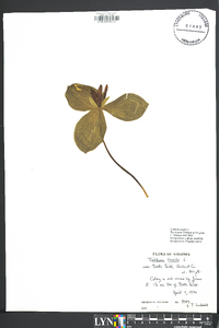 Trillium sessile image