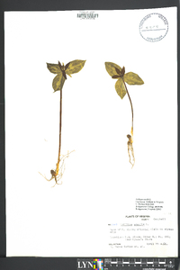 Trillium sessile image