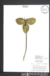 Trillium sessile image