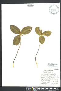 Trillium sessile image