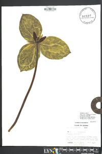 Trillium sessile image