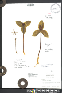 Trillium sessile image