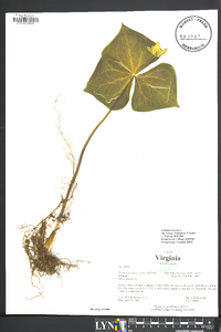 Trillium erectum image