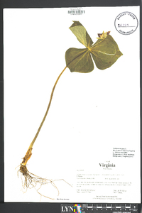 Trillium erectum image